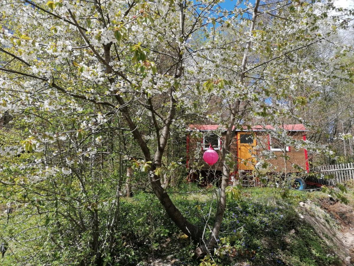 Villa Viriditas Эльбингероде Экстерьер фото